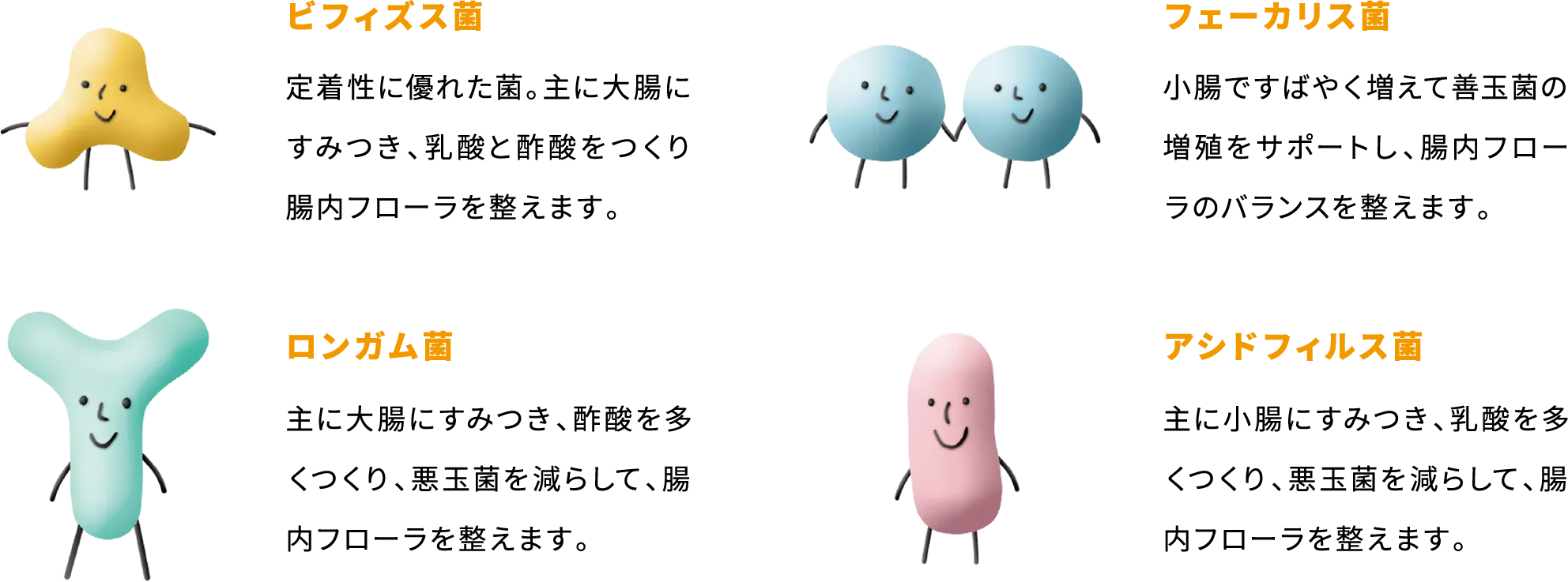 ビフィズス菌 定着性に優れた菌。主に大腸にすみつき、乳酸と酢酸をつくり腸内フローラを整えます。 ロンガム菌 主に大腸にすみつき、酢酸を多くつくり、悪玉菌を減らして、腸内フローラを整えます。 フェーカリス菌 小腸ですばやく増えて善玉菌の増殖をサポートし、腸内フローラのバランスを整えます。 アシドフィルス菌 主に小腸にすみつき、乳酸を多くつくり、悪玉菌を減らして、腸内フローラを整えます。